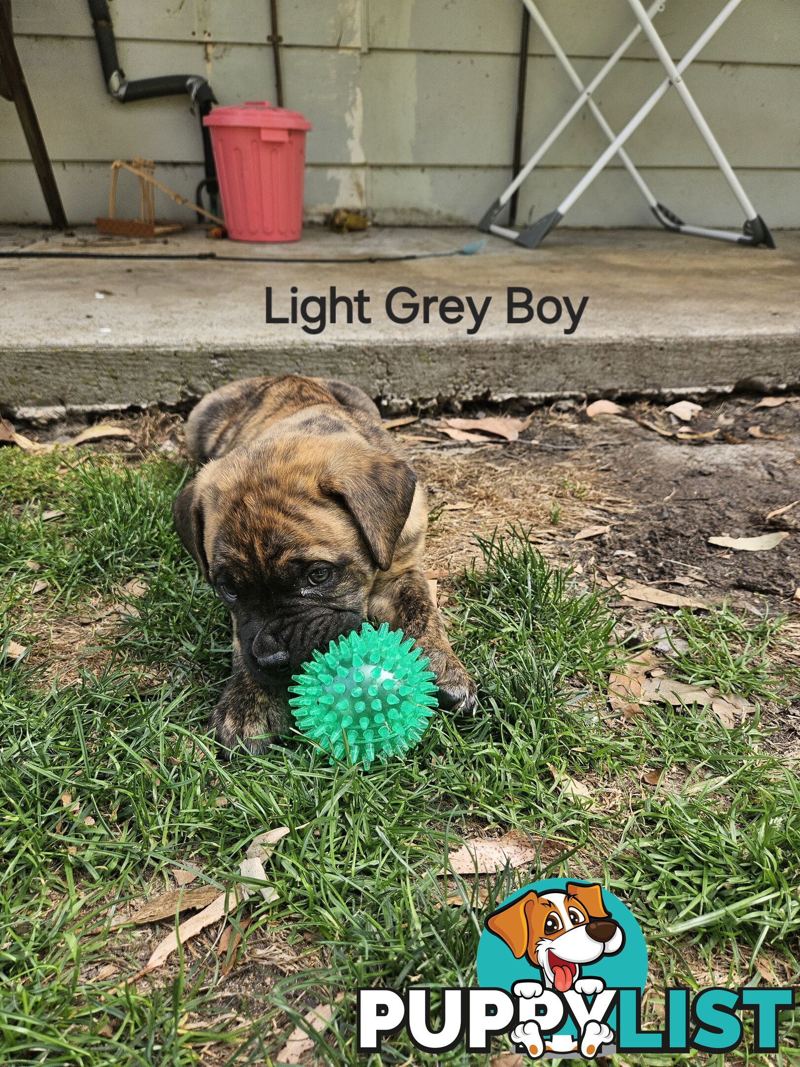 Bull Mastiff x Boxer puppies