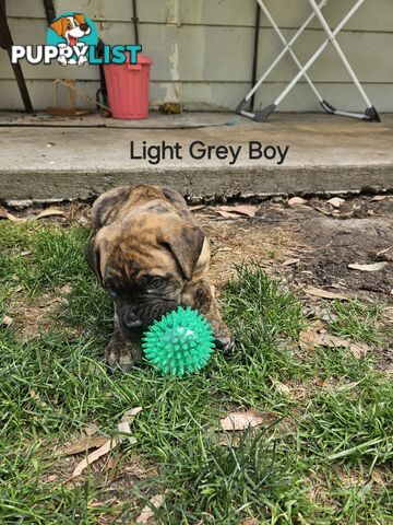 Bull Mastiff x Boxer puppies