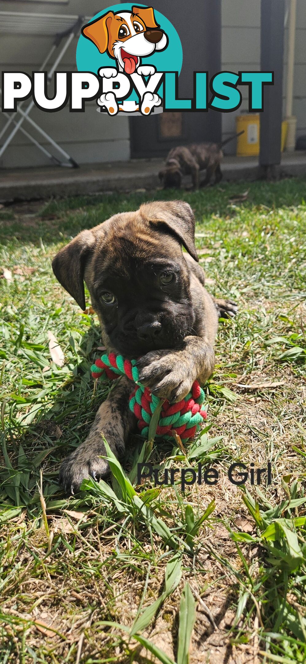 Bull Mastiff x Boxer puppies