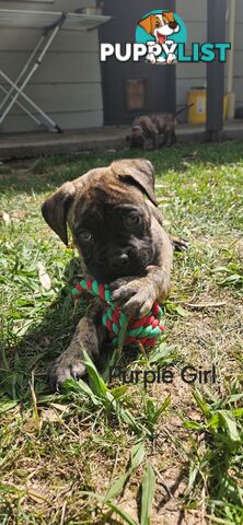 Bull Mastiff x Boxer puppies