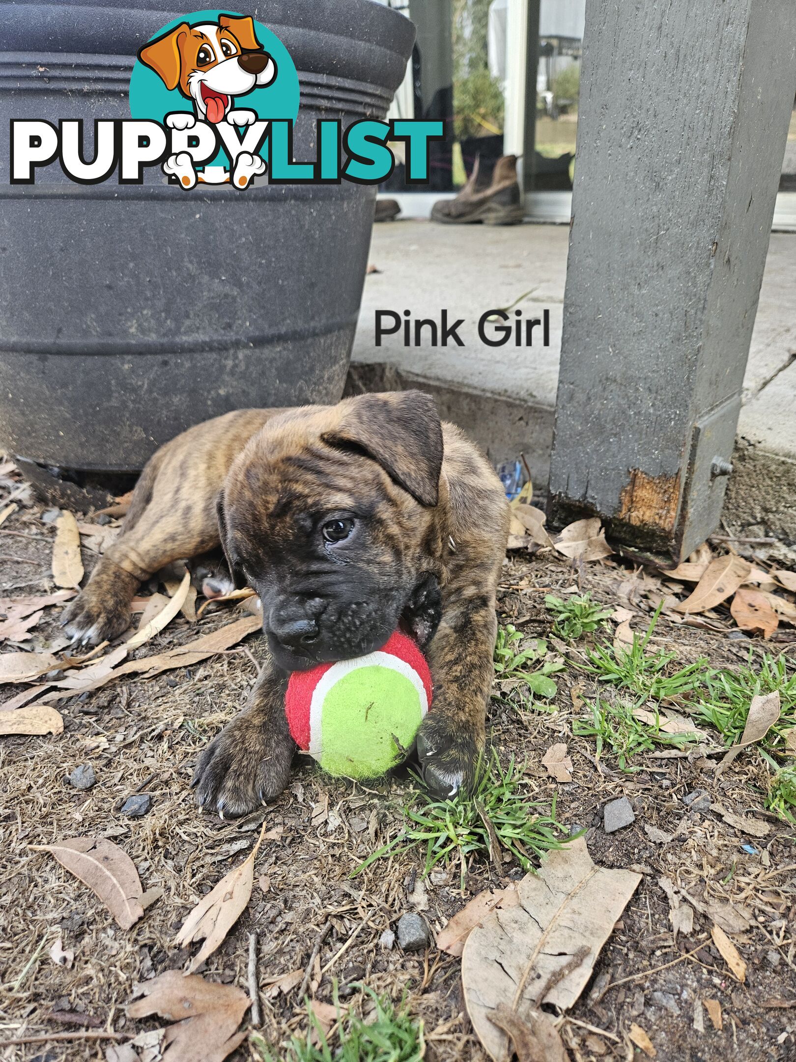 Bull Mastiff x Boxer puppies