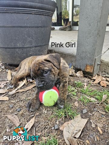 Bull Mastiff x Boxer puppies