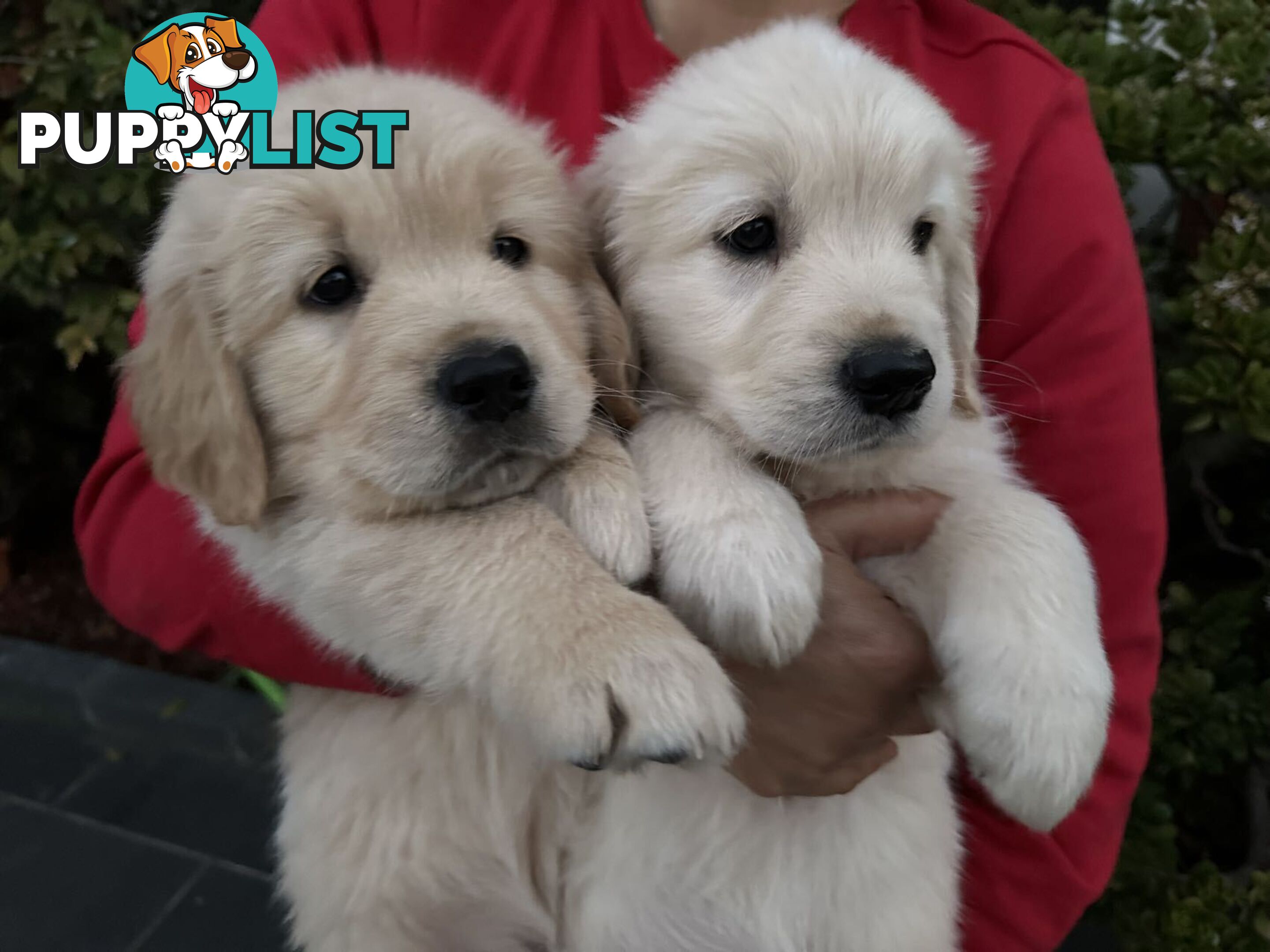 Golden Retrievers（Super good-looking !)