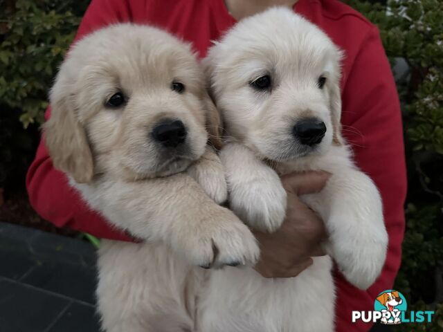 Golden Retrievers（Super good-looking !)