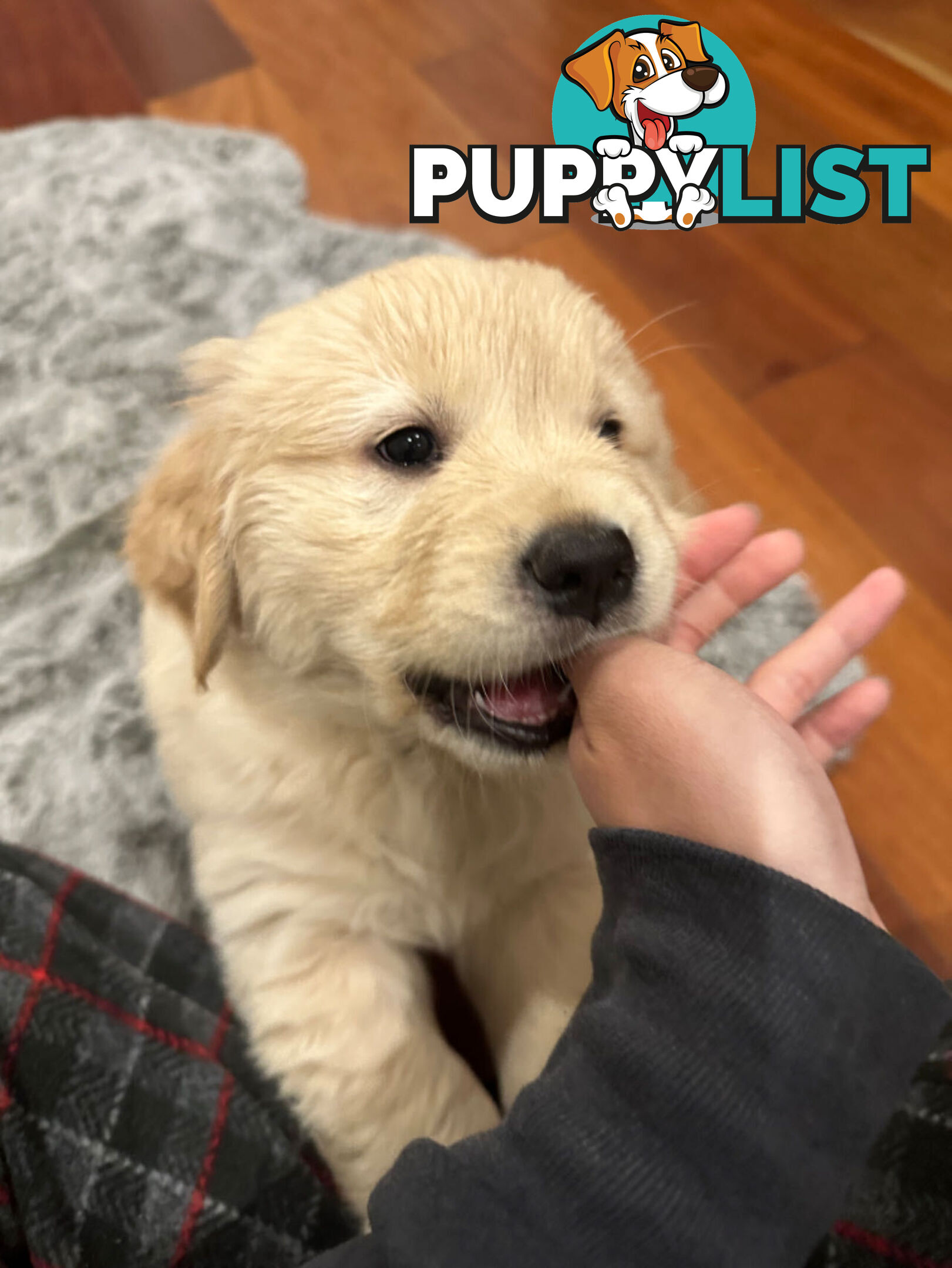 Golden Retrievers（Super good-looking !)