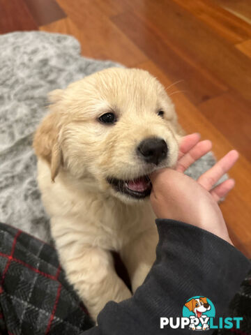 Golden Retrievers（Super good-looking !)