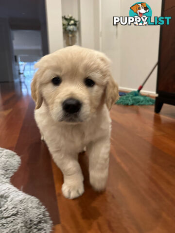 Golden Retrievers（Super good-looking !)