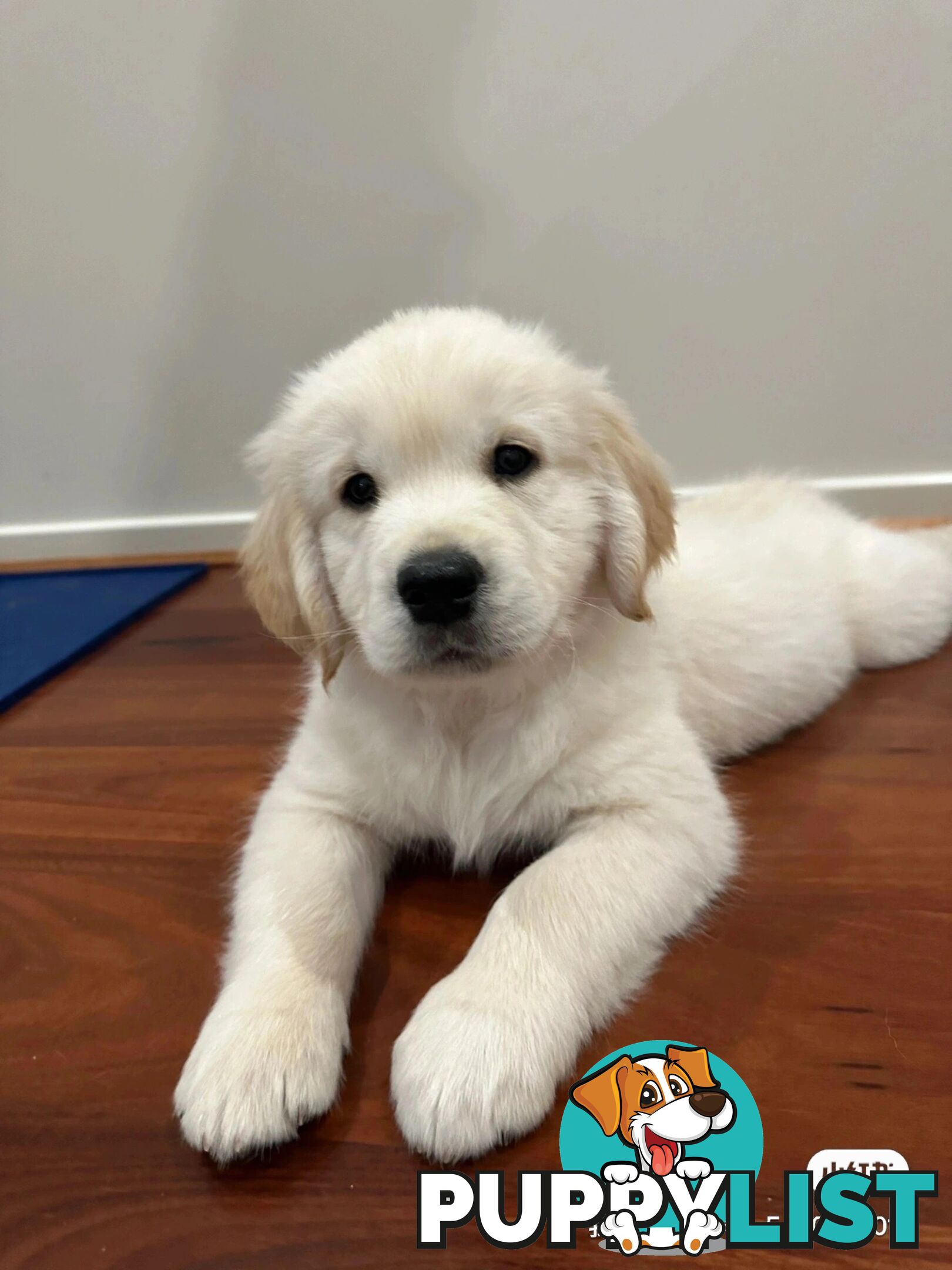 Golden Retrievers（Super good-looking !)