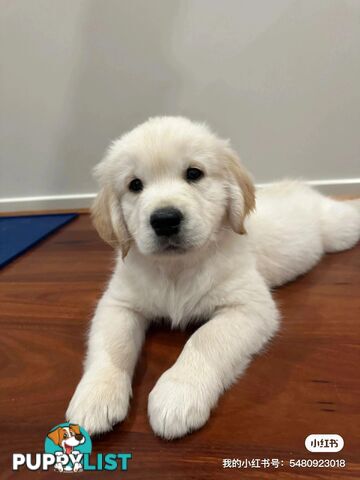 Golden Retrievers（Super good-looking !)