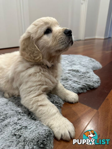 Golden Retrievers（Super good-looking !)