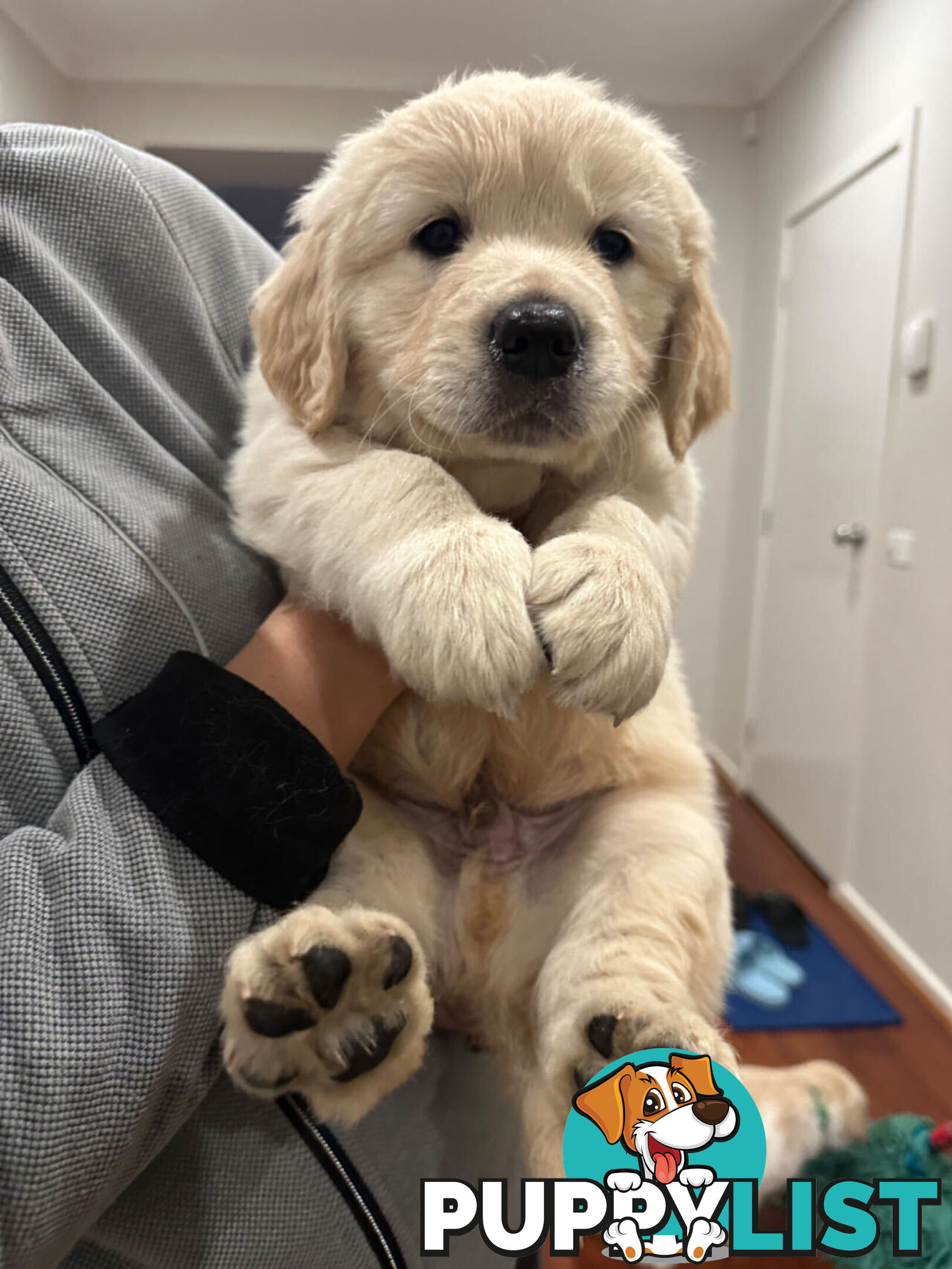 Golden Retrievers（Super good-looking !)