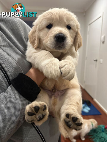 Golden Retrievers（Super good-looking !)