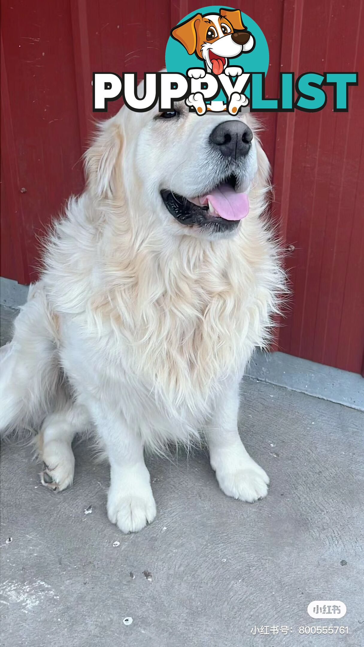 Golden Retrievers（Super good-looking !)