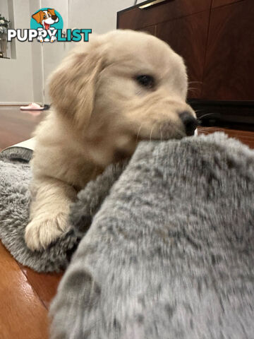 Golden Retrievers（Super good-looking !)