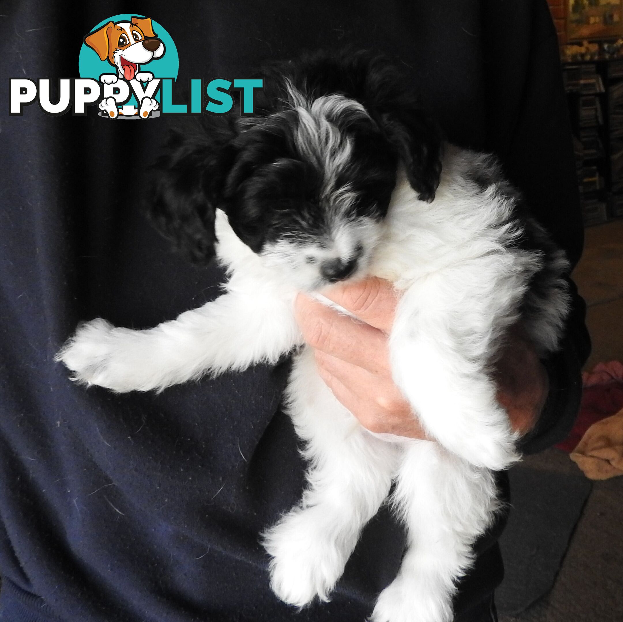 Cavapom/Moodle pups 8 weeks old looking for a forever home