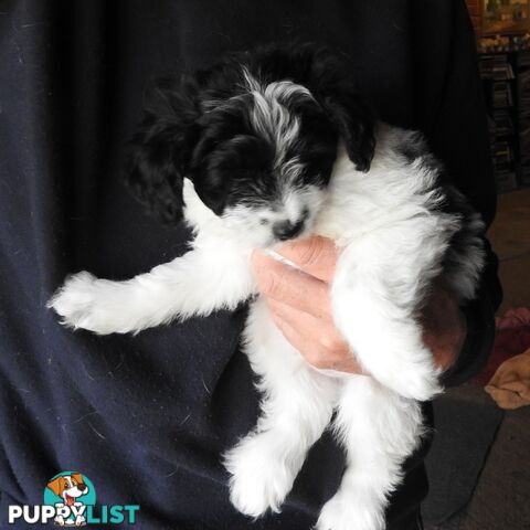 Cavapom/Moodle pups 8 weeks old looking for a forever home