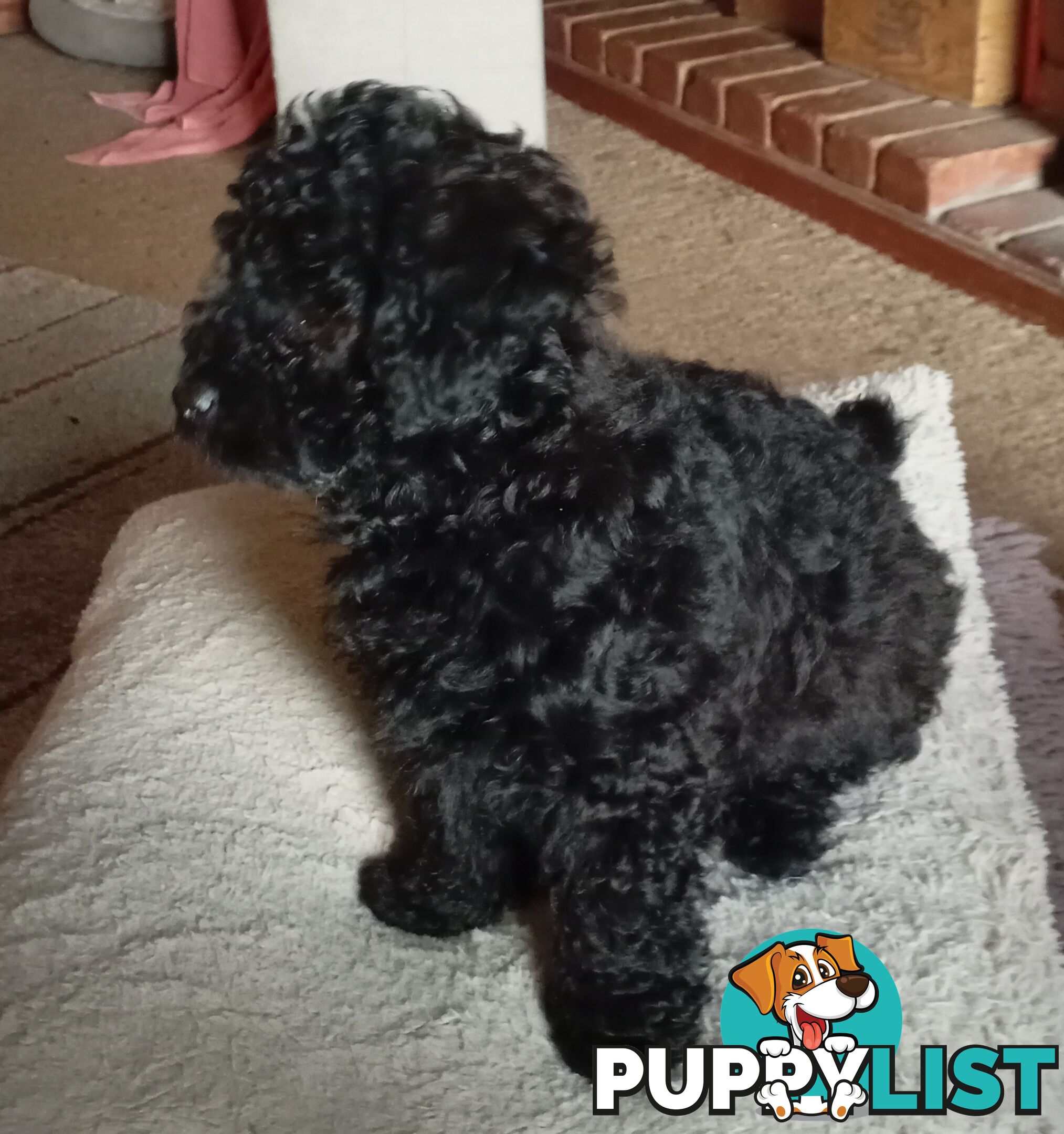 Cavapom/Moodle pups ready for and looking for a forever home.
