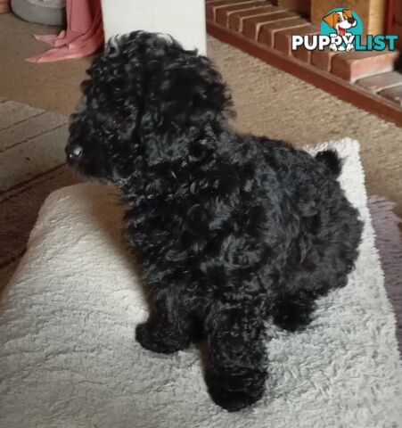 Cavapom/Moodle pups ready for and looking for a forever home.