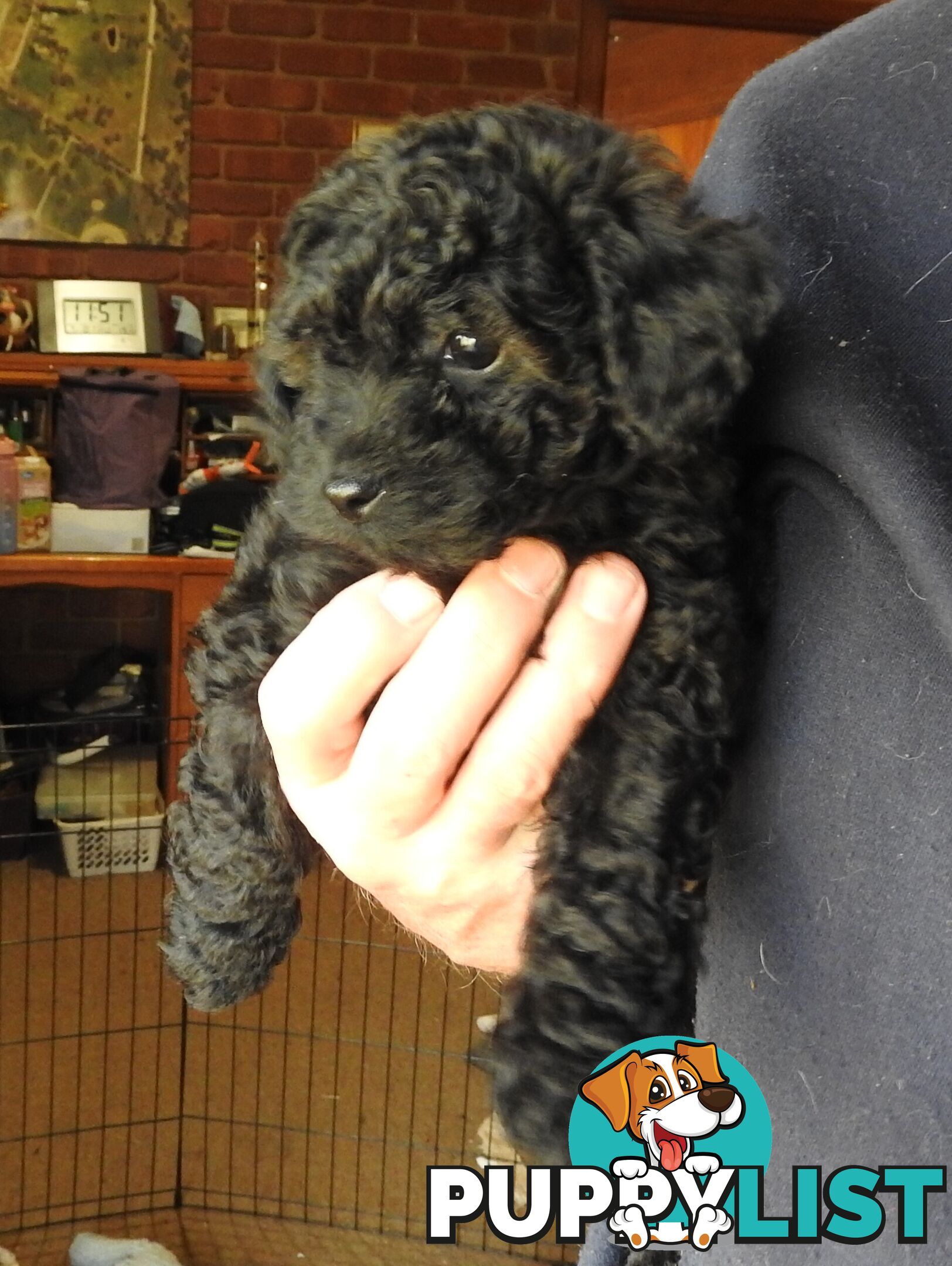 Cavapom/Moodle pups 8 weeks old looking for a forever home