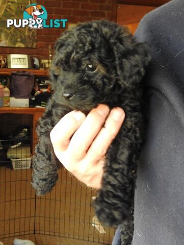 Cavapom/Moodle pups 8 weeks old looking for a forever home