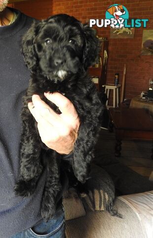 Cavapom/Moodle pups 8 weeks old looking for a forever home