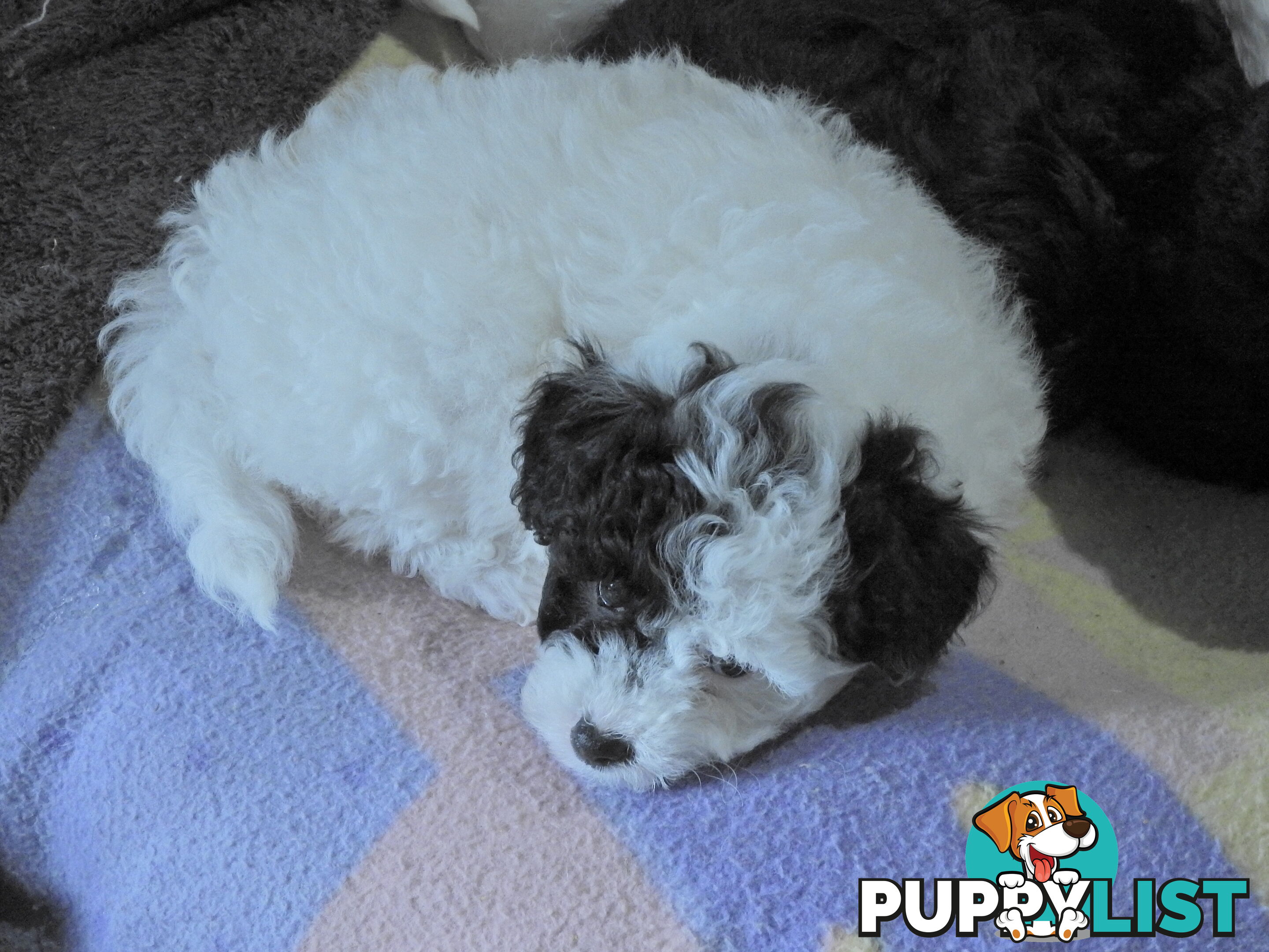Cavapom/Moodle pups ready for and looking for a forever home.
