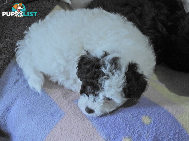 Cavapom/Moodle pups ready for and looking for a forever home.