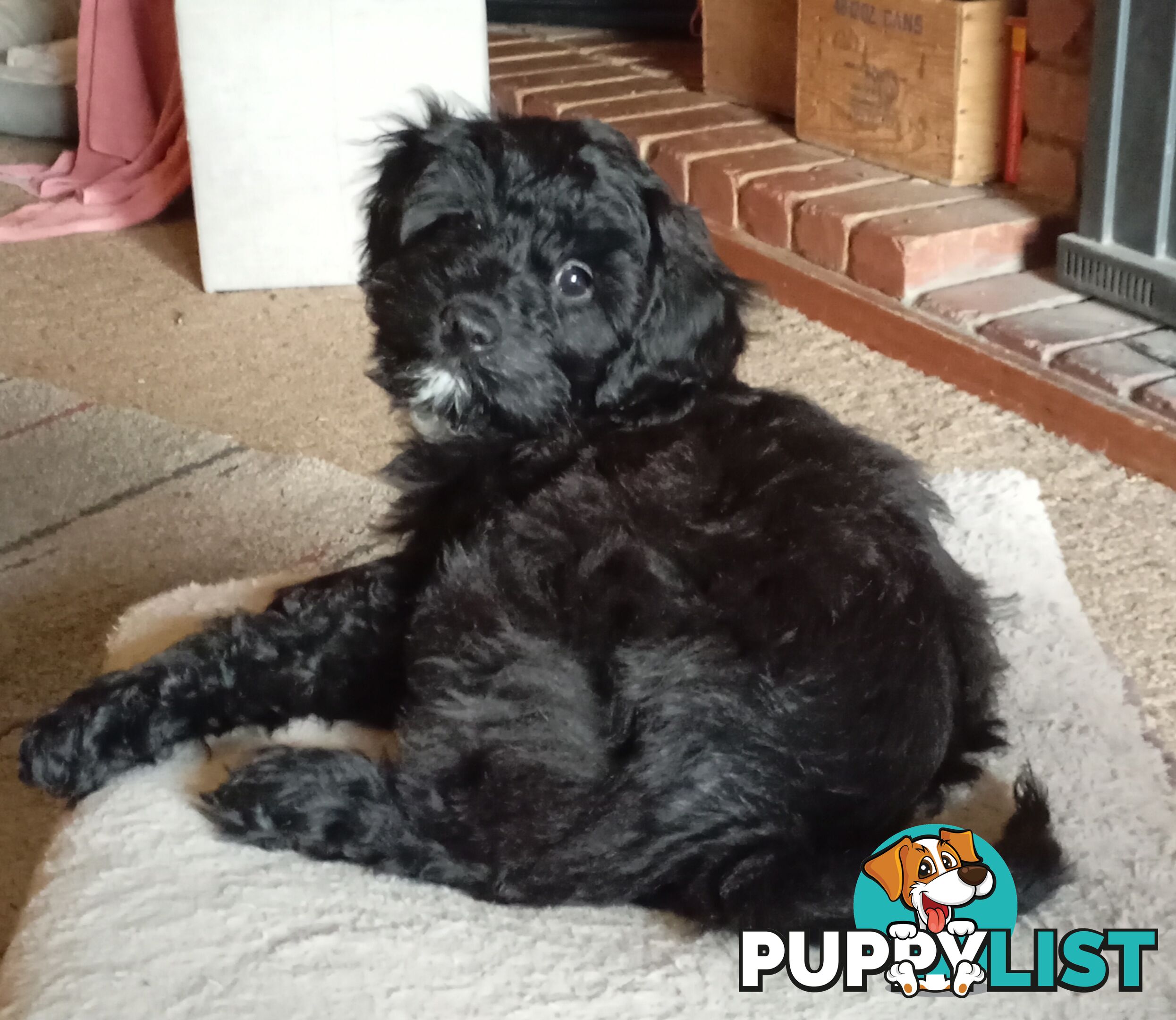Cavapom/Moodle pups ready for and looking for a forever home.