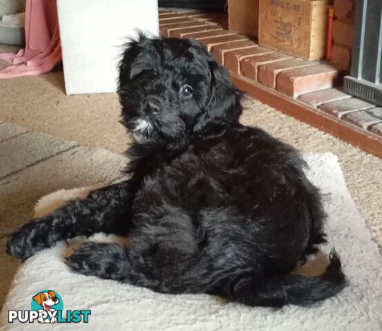 Cavapom/Moodle pups ready for and looking for a forever home.