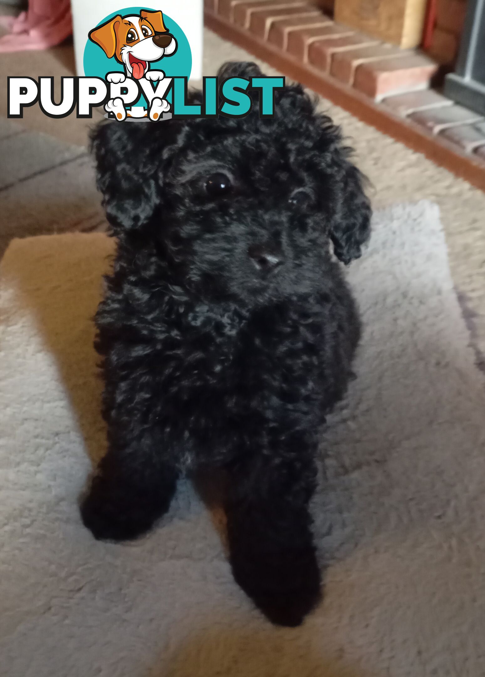 Cavapom/Moodle pups ready for and looking for a forever home.