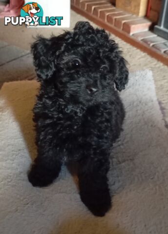 Cavapom/Moodle pups ready for and looking for a forever home.