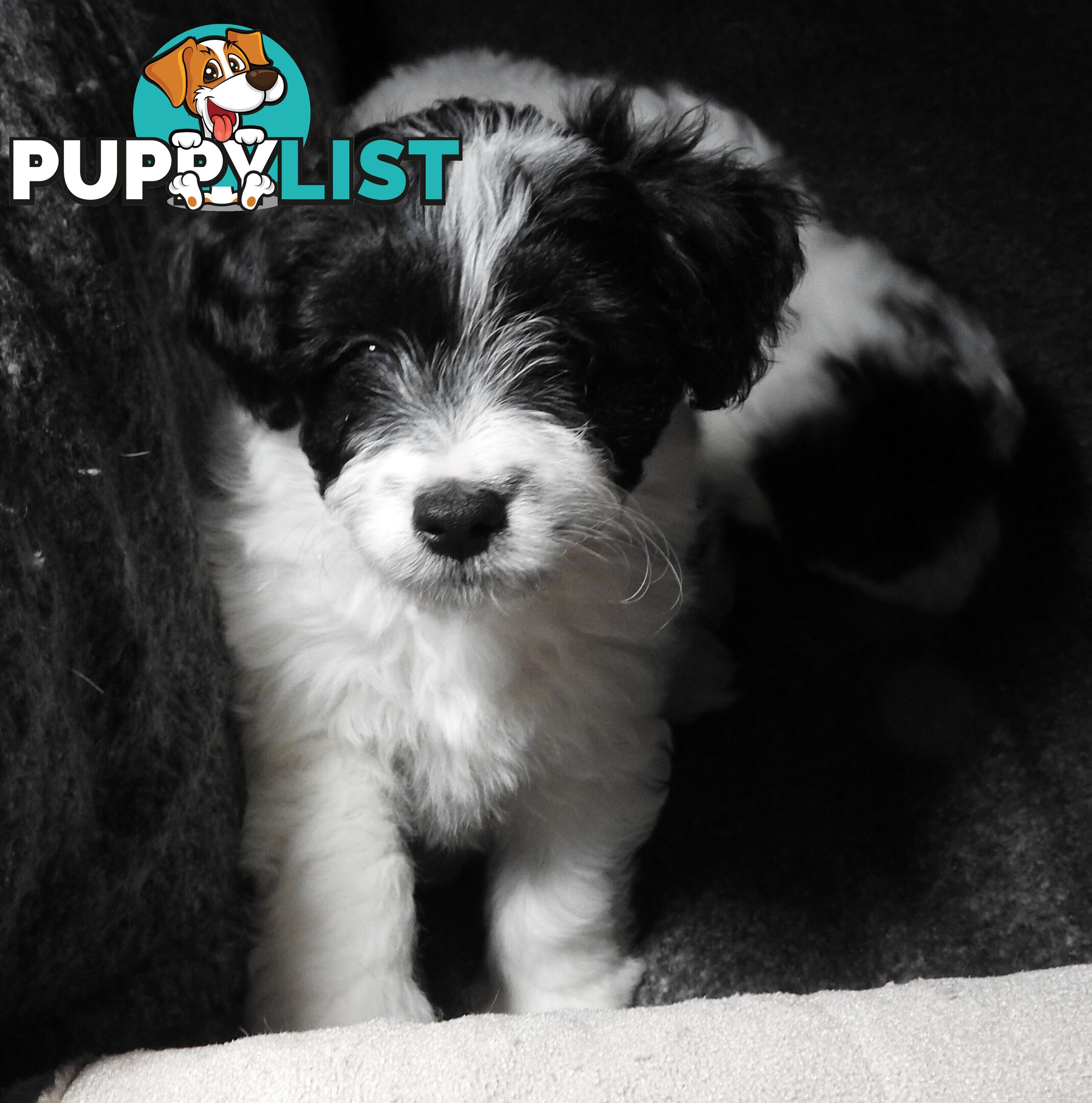 Cavapom/Moodle pups 8 weeks old looking for a forever home