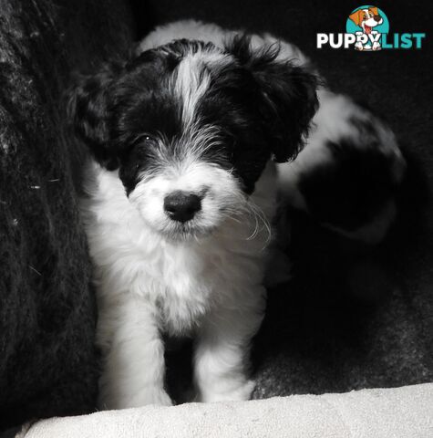Cavapom/Moodle pups 8 weeks old looking for a forever home