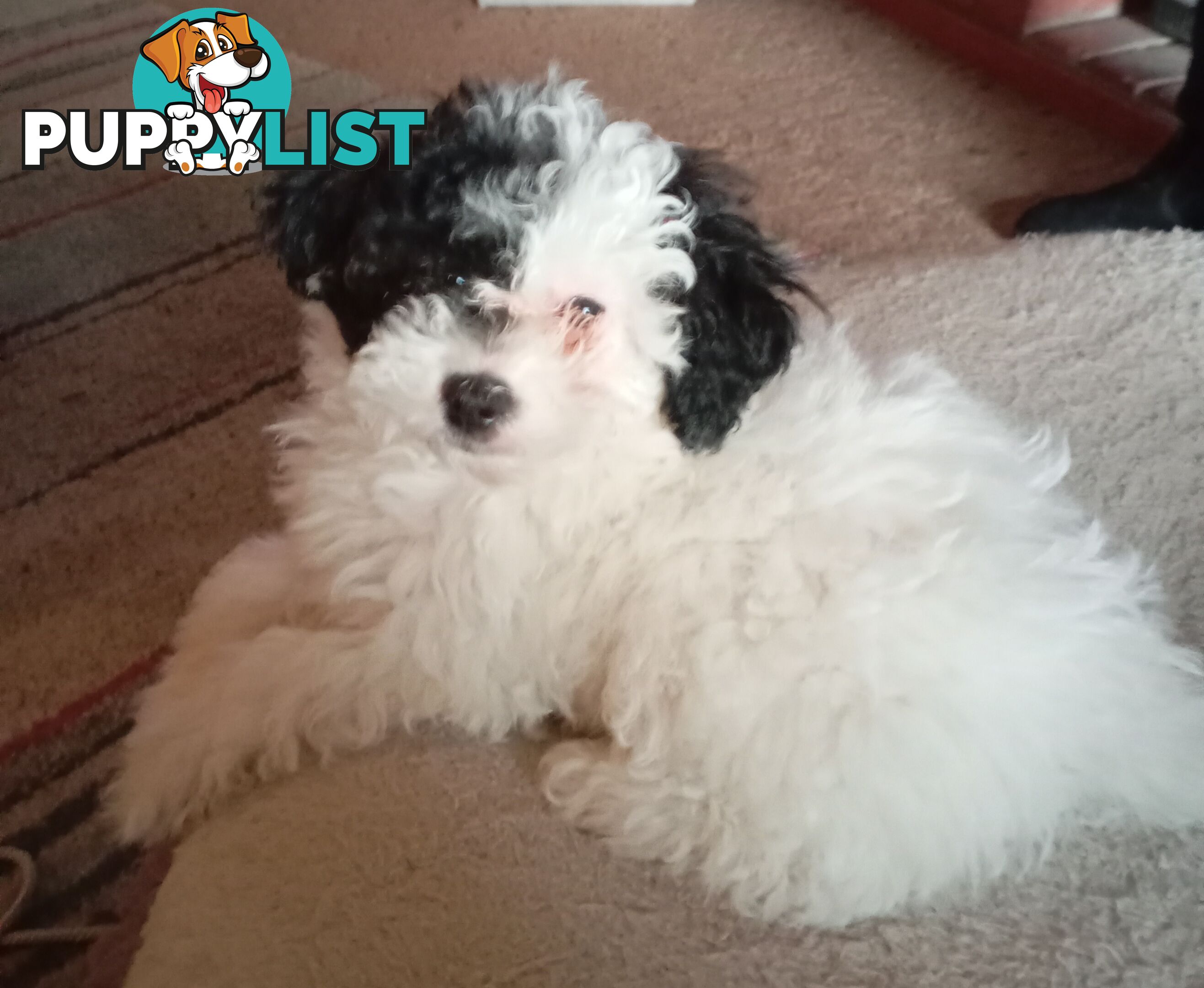 Cavapom/Moodle pups ready for and looking for a forever home.