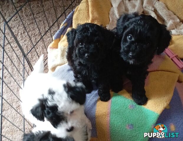 Cavapom/Moodle pups ready for and looking for a forever home.