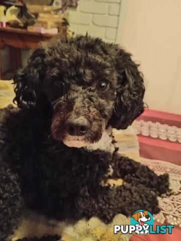 Cavapom/Moodle pups 8 weeks old looking for a forever home