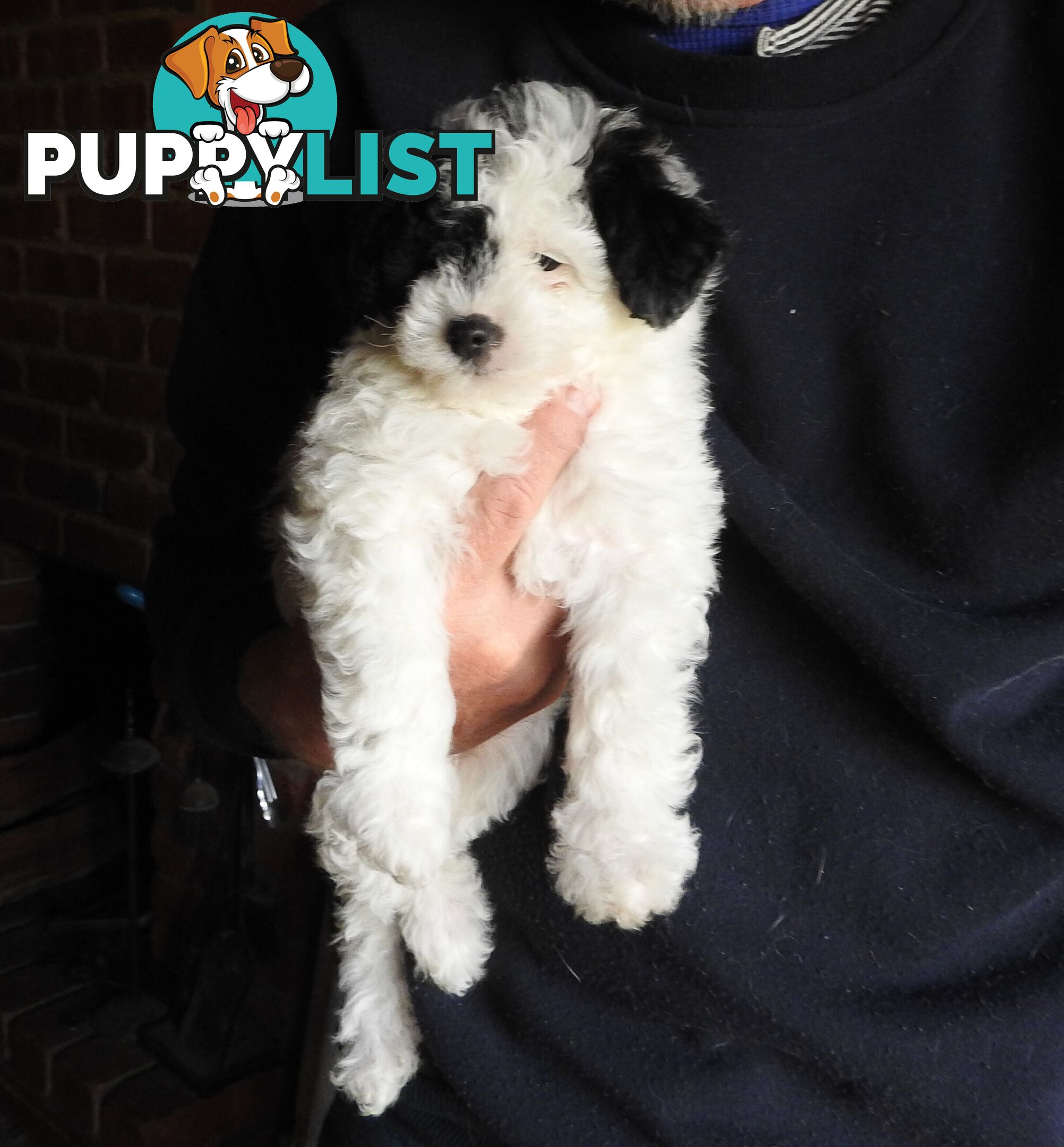 Cavapom/Moodle pups 8 weeks old looking for a forever home