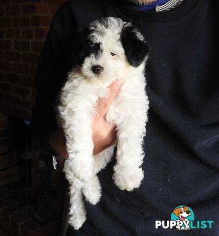 Cavapom/Moodle pups 8 weeks old looking for a forever home