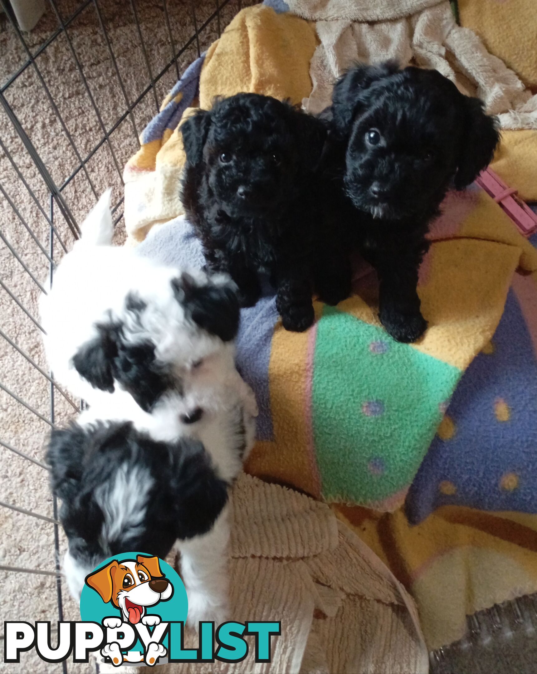 Cavapom/Moodle pups 8 weeks old looking for a forever home