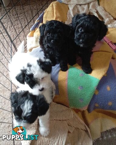 Cavapom/Moodle pups 8 weeks old looking for a forever home