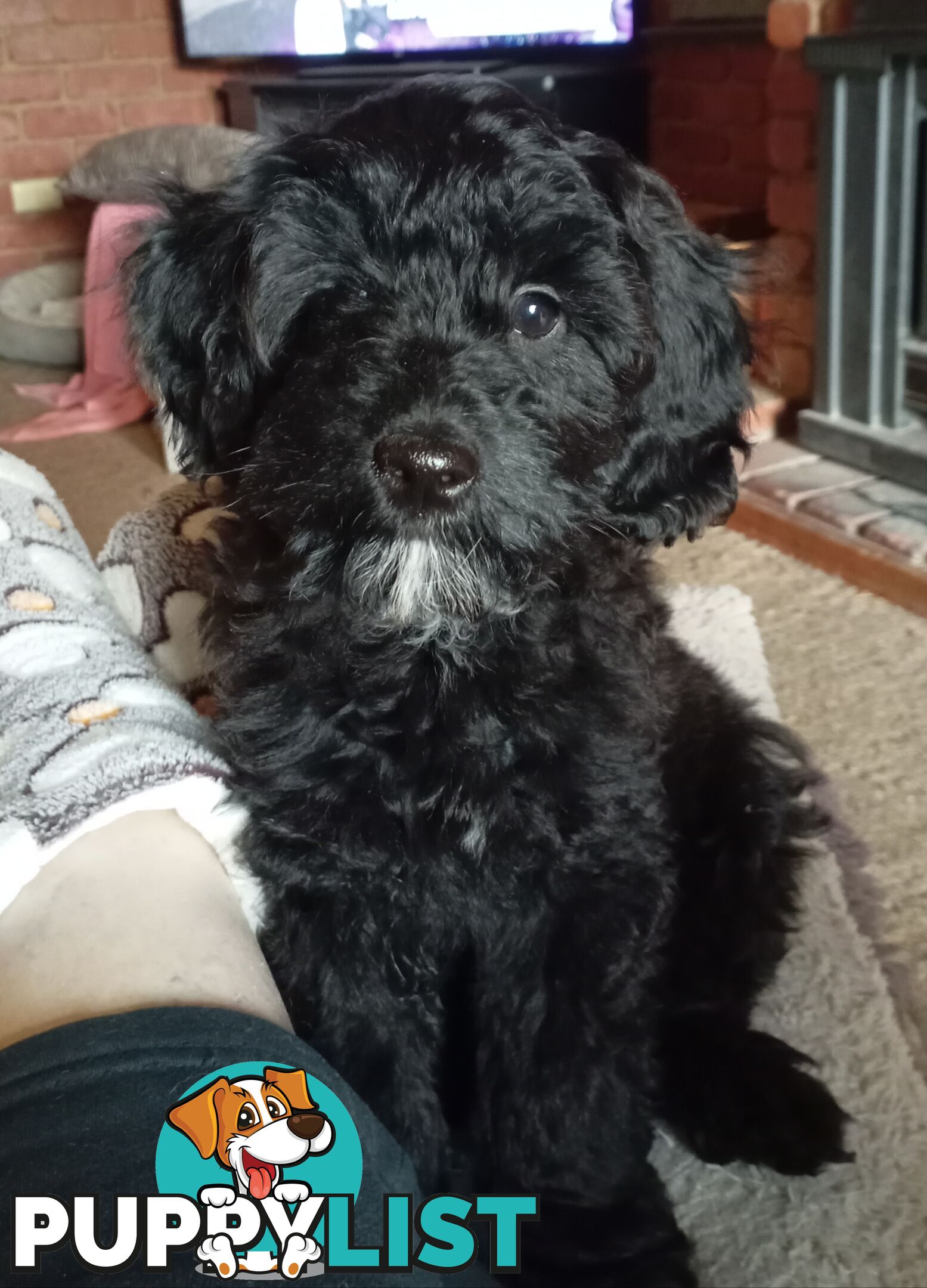 Cavapom/Moodle pups ready for and looking for a forever home.