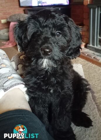 Cavapom/Moodle pups ready for and looking for a forever home.