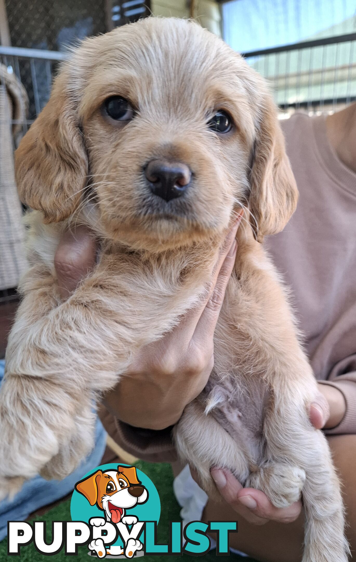 Designer Breed Poogle (Beagle X Poodle)