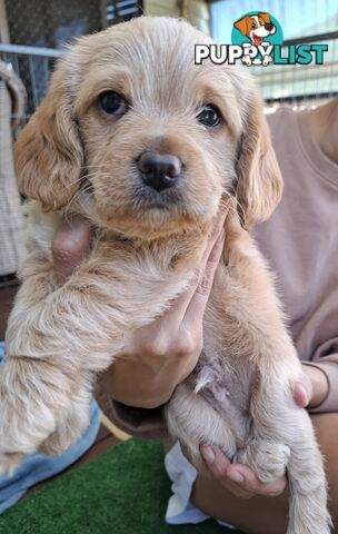 Designer Breed Poogle (Beagle X Poodle)