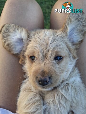 Designer Breed Poogle (Beagle X Poodle)