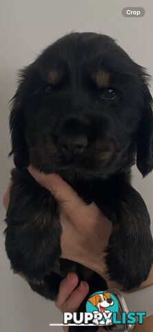 English cocker spaniel puppies - purebred - female black and tan