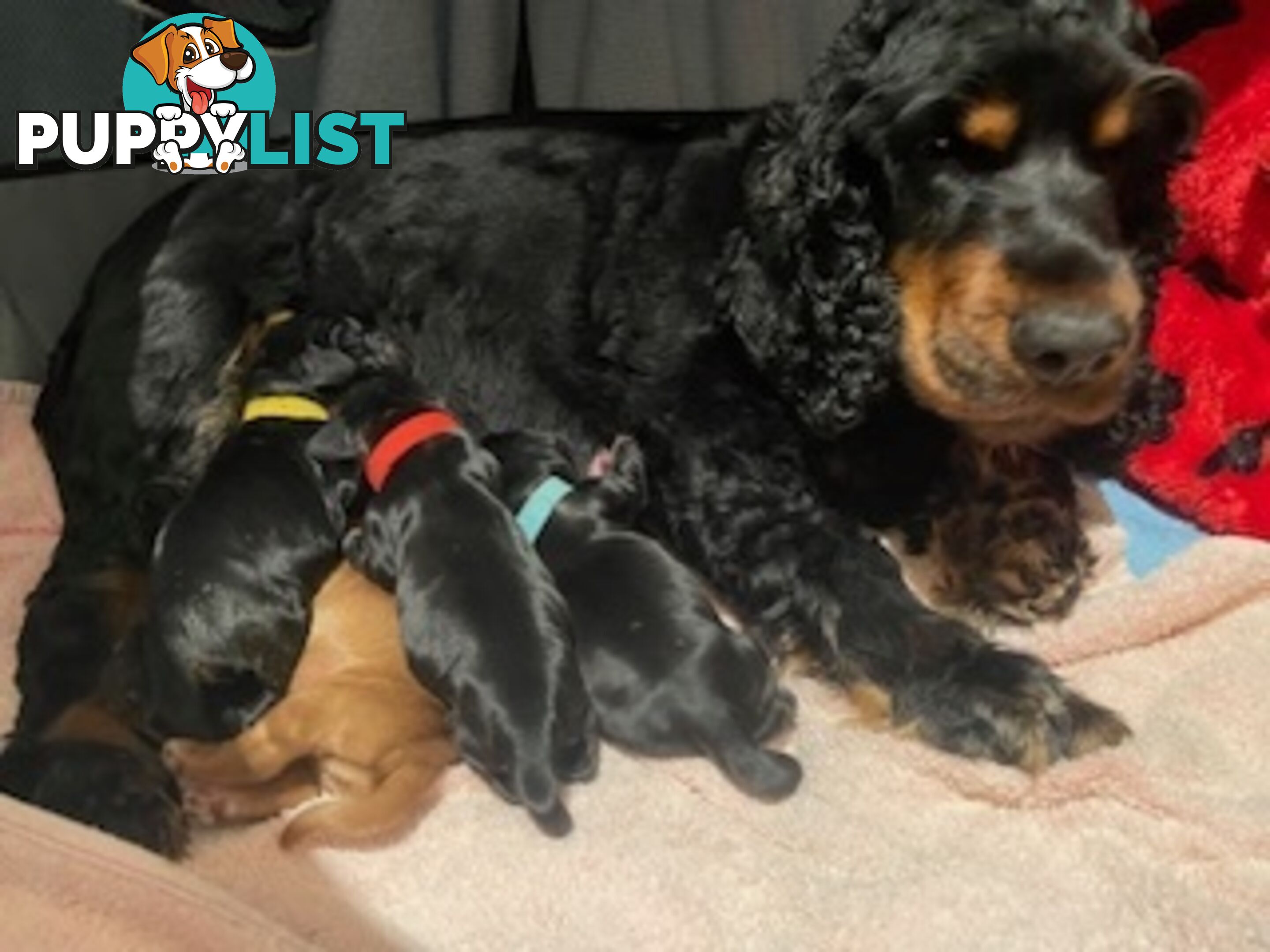 English cocker spaniel puppies - purebred - female black and tan