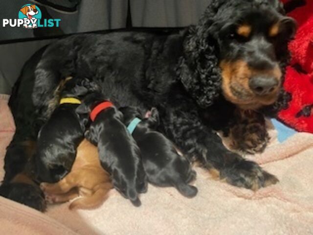 English cocker spaniel puppies - purebred - female black and tan