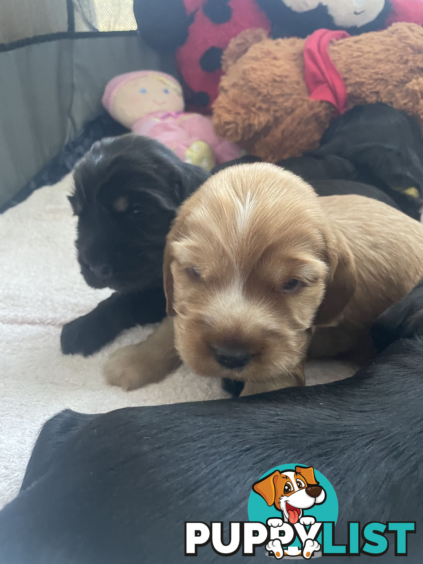 English cocker spaniel puppies - purebred - female black and tan