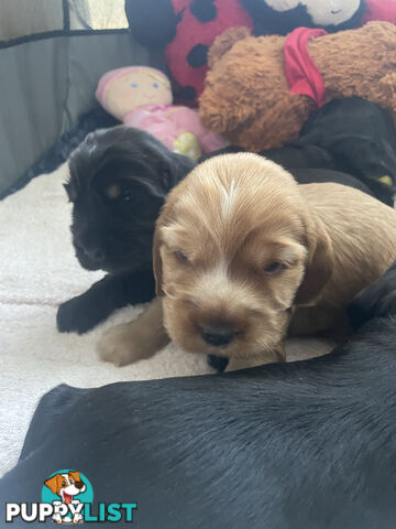 English cocker spaniel puppies - purebred - female black and tan